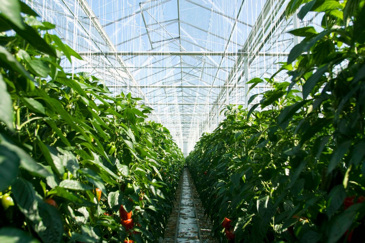 Marker-Assisted Selection in Greenhouse Crop Breeding .jpg